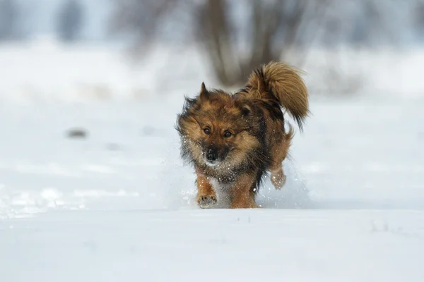 Funny dog — Stock Photo, Image