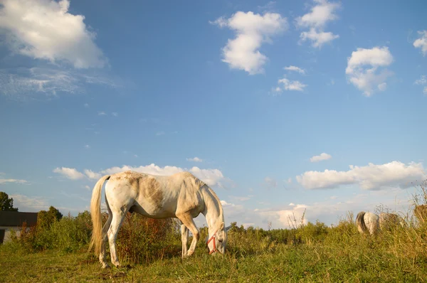 Koń na polu — Zdjęcie stockowe