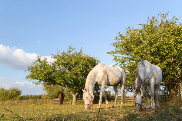 Лошади в поле — стоковое фото