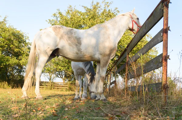 Pferd auf einem Feld — Stockfoto