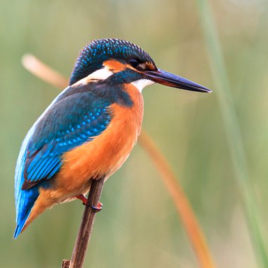 Pigme kingfisher kuş