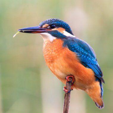 Pigme kingfisher kuş