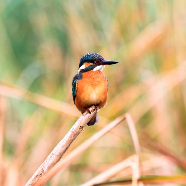 Pigme kingfisher kuş