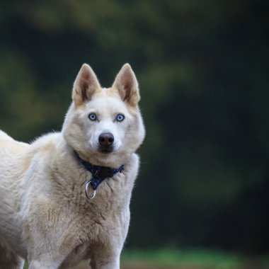 Komik köpek.