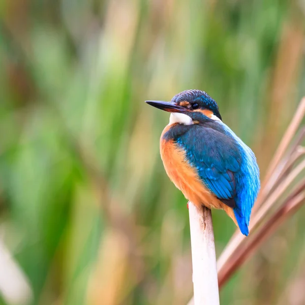 Aves selvagens em habitat natural — Fotografia de Stock