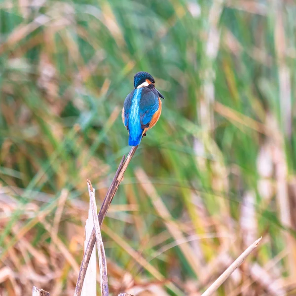 Oiseaux sauvages dans l'habitat naturel — Photo