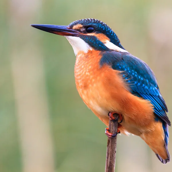 Pássaro pigmeu Kingfisher — Fotografia de Stock
