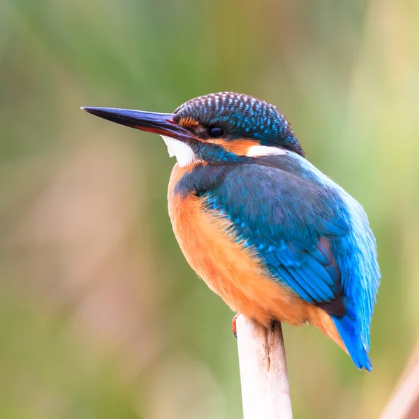 Pigme kingfisher kuş
