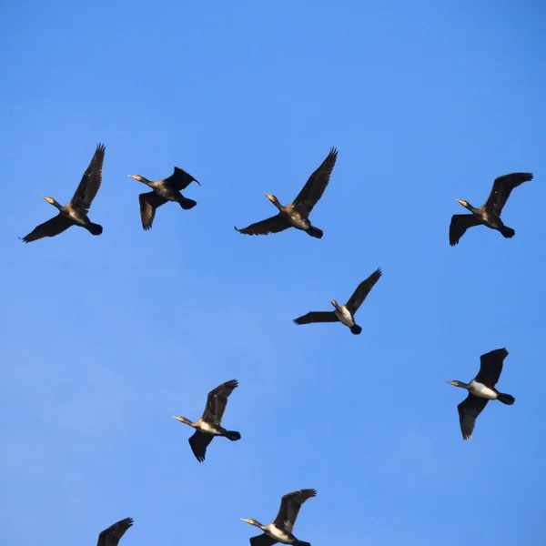 Άγριων πουλιών στο φυσικό περιβάλλον — Φωτογραφία Αρχείου