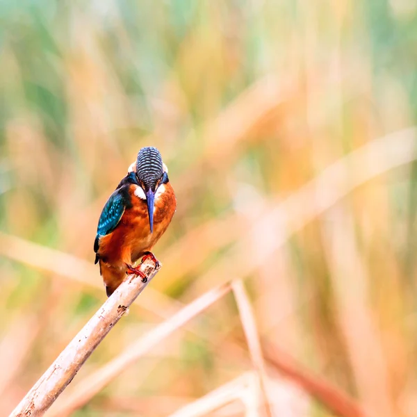 Πυγμαίος kingfisher πουλί — Φωτογραφία Αρχείου