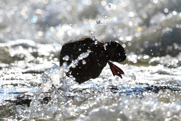 Vild fågel i naturliga livsmiljöer — Stockfoto