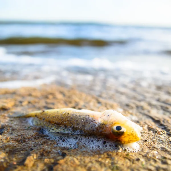 Pesce morto — Foto Stock