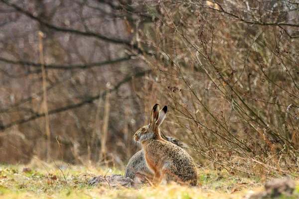 Roztomilý šedá zajíci — Stock fotografie