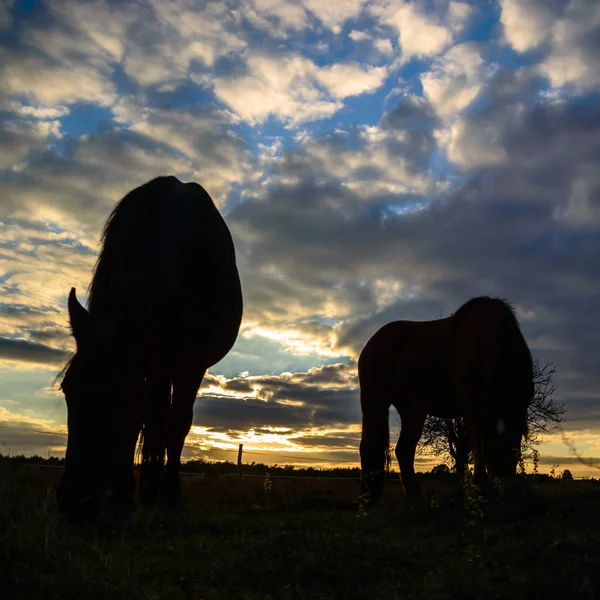 Cheval dans un champ — Photo