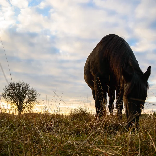 Hest på jordet – stockfoto
