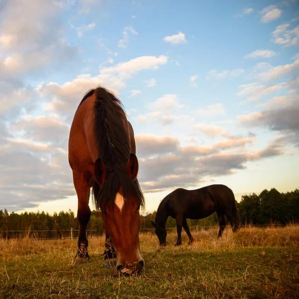 Cheval dans un champ — Photo