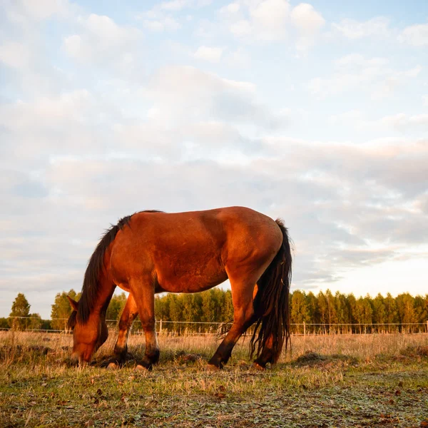 Pferd auf einem Feld — Stockfoto