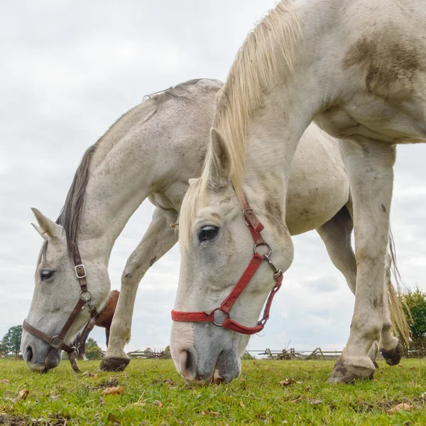 Häst på ett fält — Stockfoto