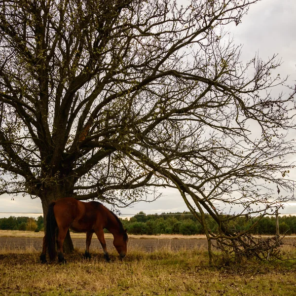 Pferd auf einem Feld — Stockfoto