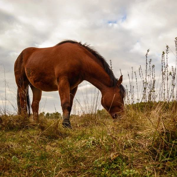 Cavalo em um campo — Fotografia de Stock