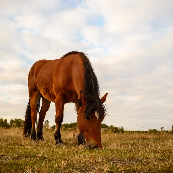 Cheval dans un champ — Photo