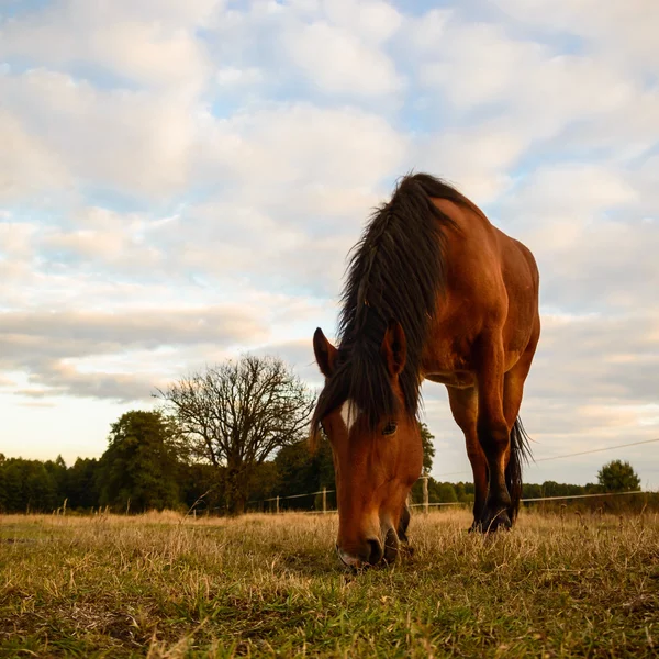 Άλογο σε χωράφι — Φωτογραφία Αρχείου