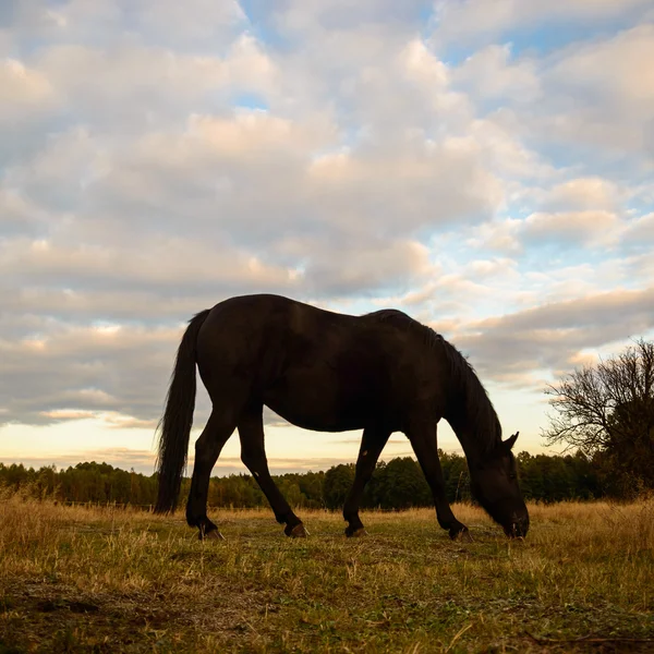 Cavalo em um campo — Fotografia de Stock