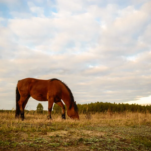 Paard in een veld — Stockfoto