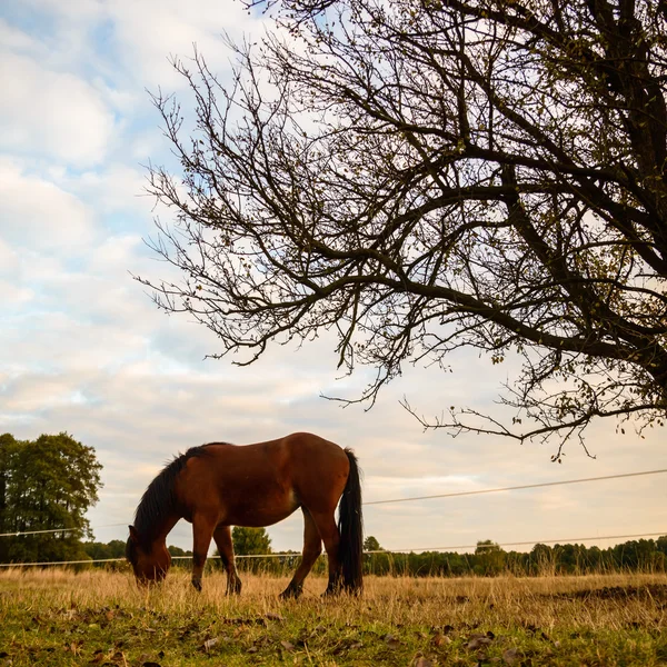 Cheval dans un champ — Photo