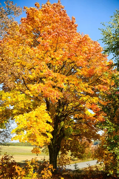 Herfst achtergrond met gele bladeren — Stockfoto