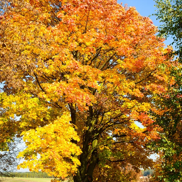 Fondo de otoño con hojas amarillas —  Fotos de Stock