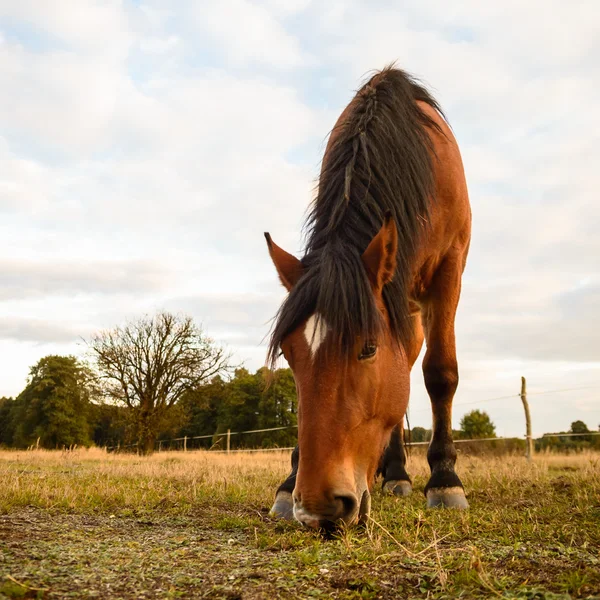 Кінь у полі Ліцензійні Стокові Фото