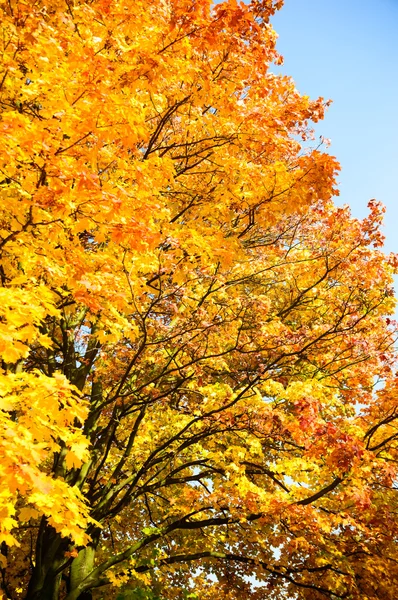 Outono fundo com folhas amarelas — Fotografia de Stock