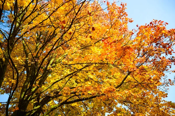 Herbst Hintergrund mit gelben Blättern — Stockfoto