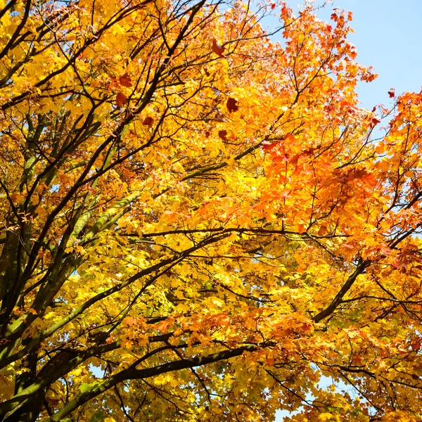 Herbst Hintergrund mit gelben Blättern — Stockfoto