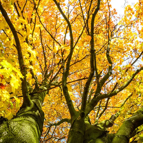 Sarı yapraklı sonbahar arkaplanı — Stok fotoğraf