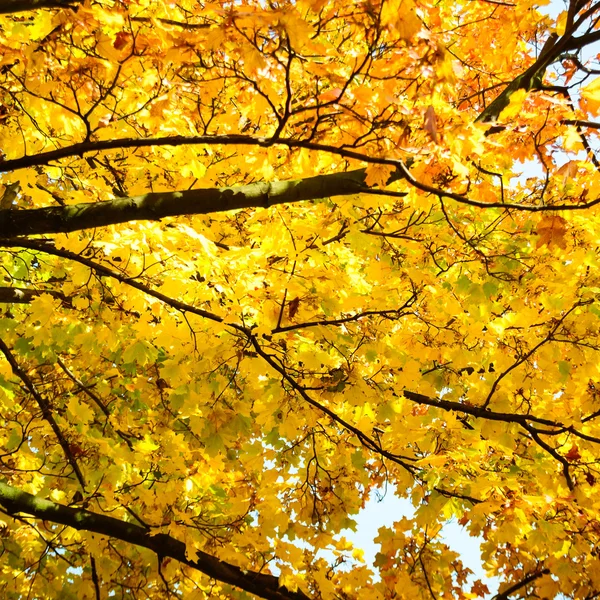 Jesienne tło z żółtymi liśćmi — Zdjęcie stockowe