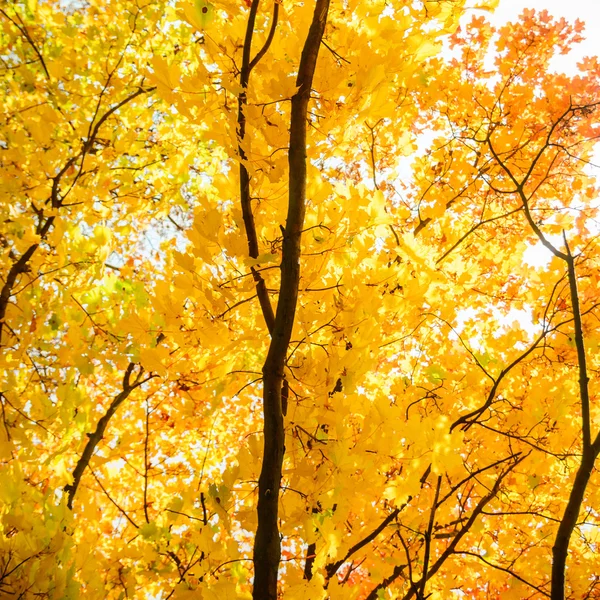 Осенний фон с желтыми листьями — стоковое фото
