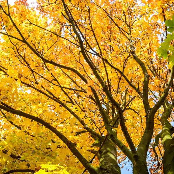 Outono fundo com folhas amarelas — Fotografia de Stock
