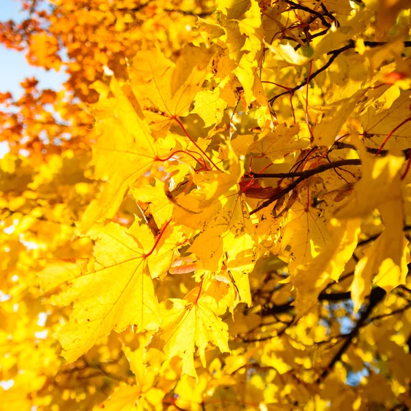 Осенний фон с желтыми листьями — стоковое фото