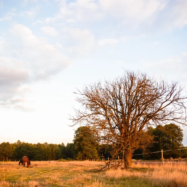 Tree — Stock Photo, Image