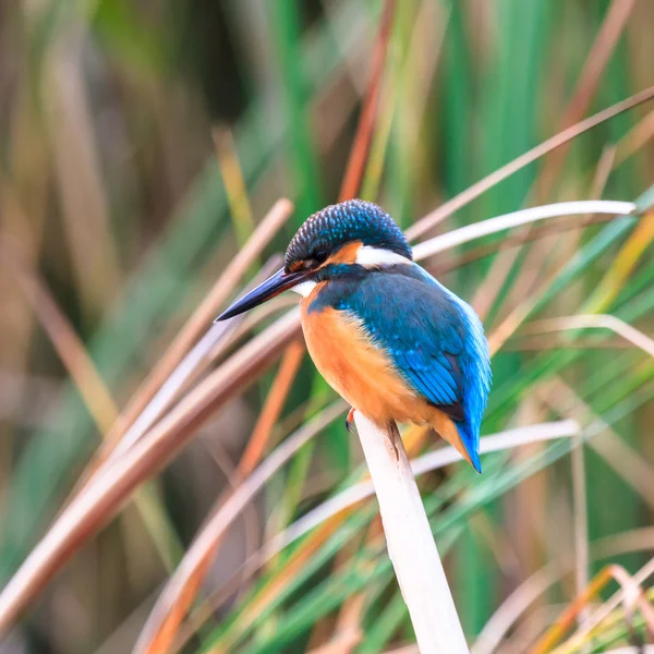 Vogel — Stockfoto