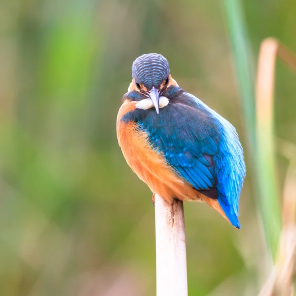 Bird — Stock Photo, Image