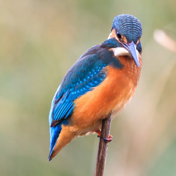 Fågel — Stockfoto