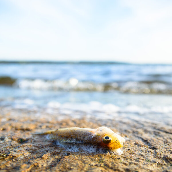 dead fish