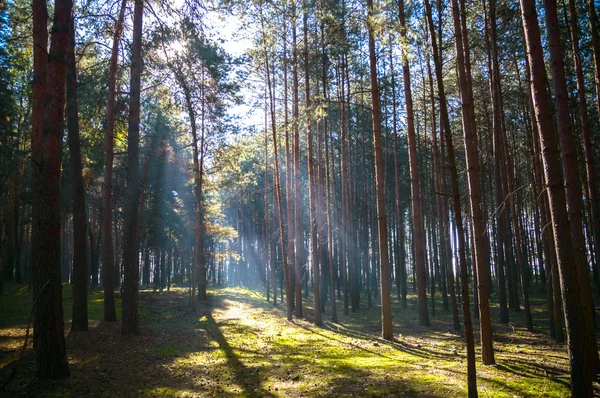 Foresta — Foto Stock