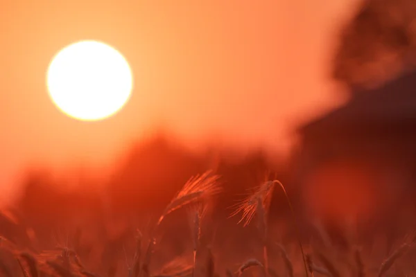 Alba. — Foto Stock