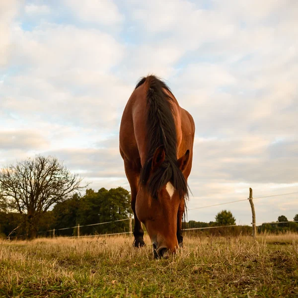 Cavalo — Fotografia de Stock