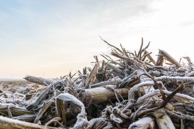 yabani bitkiler kışın