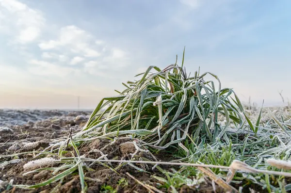 Landwirtschaftlicher Bereich — Stockfoto